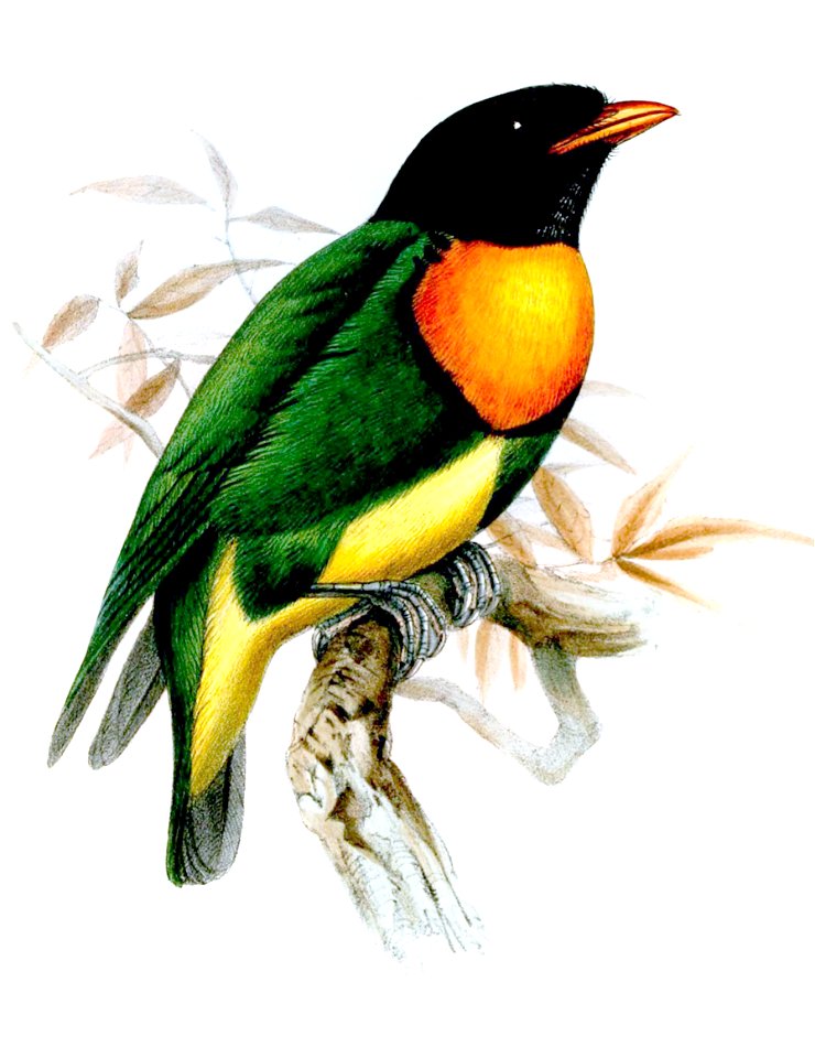 EuchlornisJucundaJennens