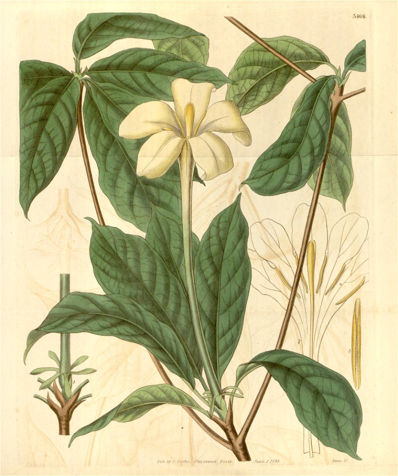 Euclinia longiflora Bot. Mag. 62. 3409. 1835