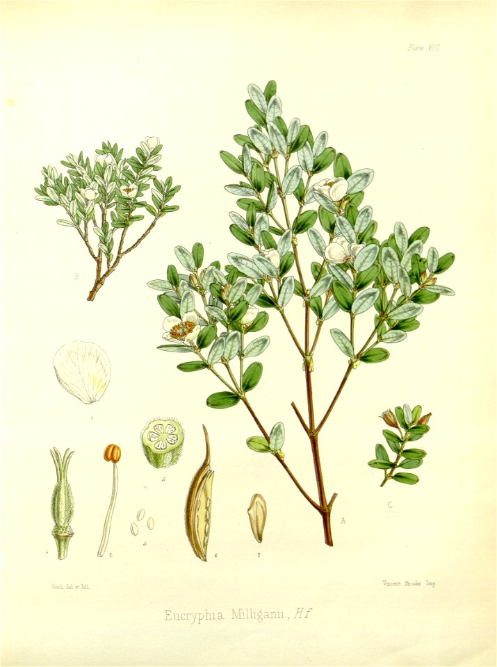 Eucryphia milliganii (drawing by Fitch)