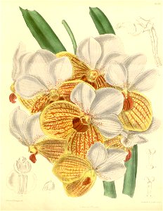 Euanthe sanderiana (as Vanda sanderiana) - Curtis' 114 (Ser. 3 no. 44) pl. 6983 (1888)