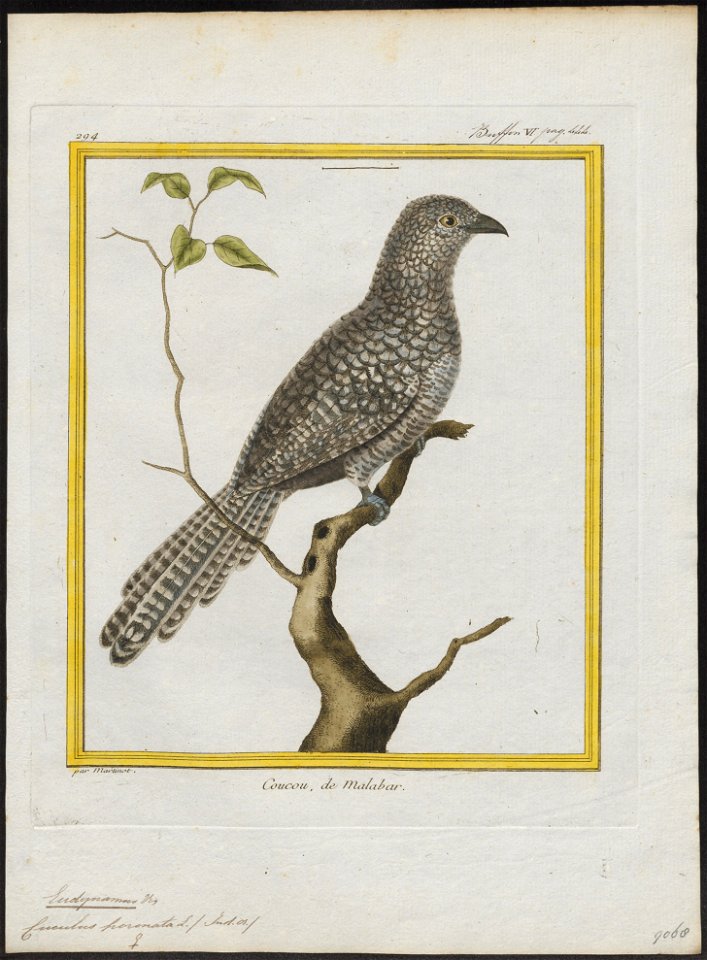 Eudynamys horonata - 1700-1880 - Print - Iconographia Zoologica - Special Collections University of Amsterdam - UBA01 IZ18800313