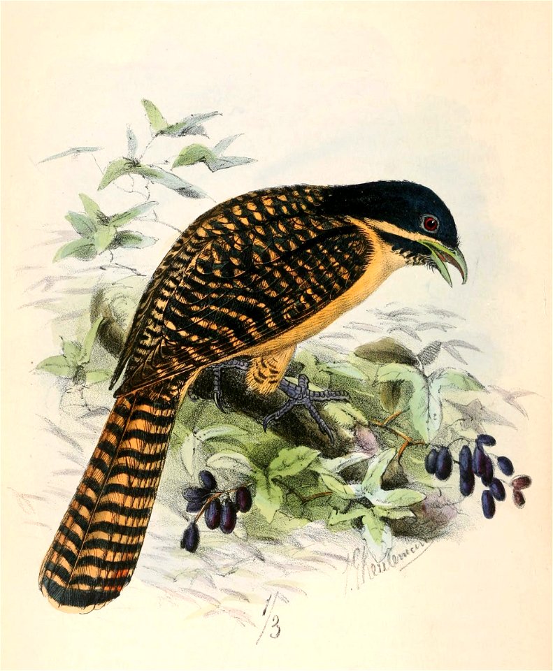 Eudynamys orientalis 1869