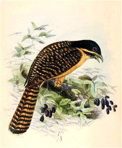 Eudynamys orientalis 1869