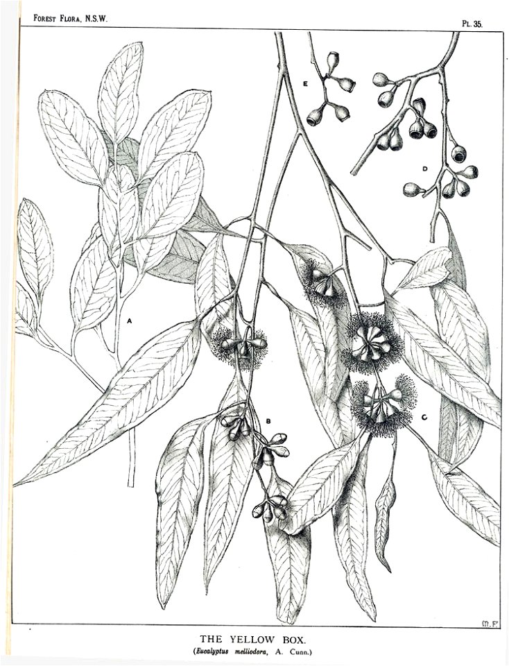 Eucalyptus melliodora00