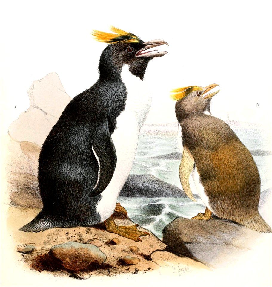 Eudyptes chrysolophus Smit