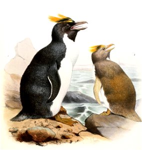 Eudyptes chrysolophus Smit