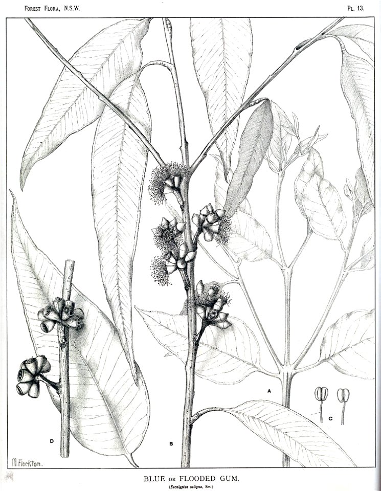 Eucalyptus saligna00