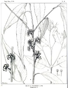 Eucalyptus saligna00