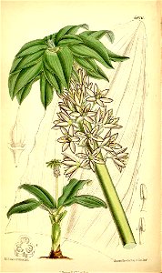 Eucomis bicolor illustration