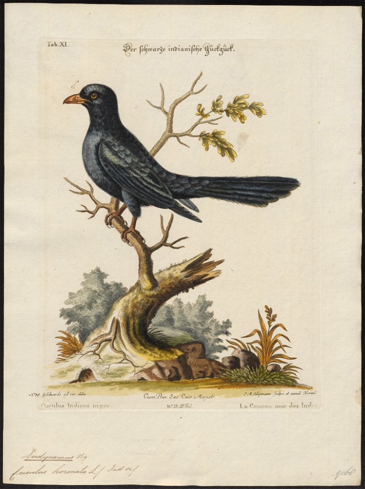 Eudynamys horonata - 1700-1880 - Print - Iconographia Zoologica - Special Collections University of Amsterdam - UBA01 IZ18800283