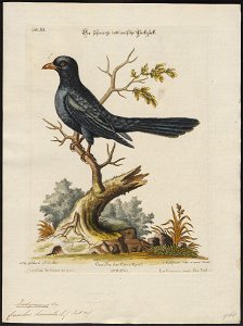 Eudynamys horonata - 1700-1880 - Print - Iconographia Zoologica - Special Collections University of Amsterdam - UBA01 IZ18800283