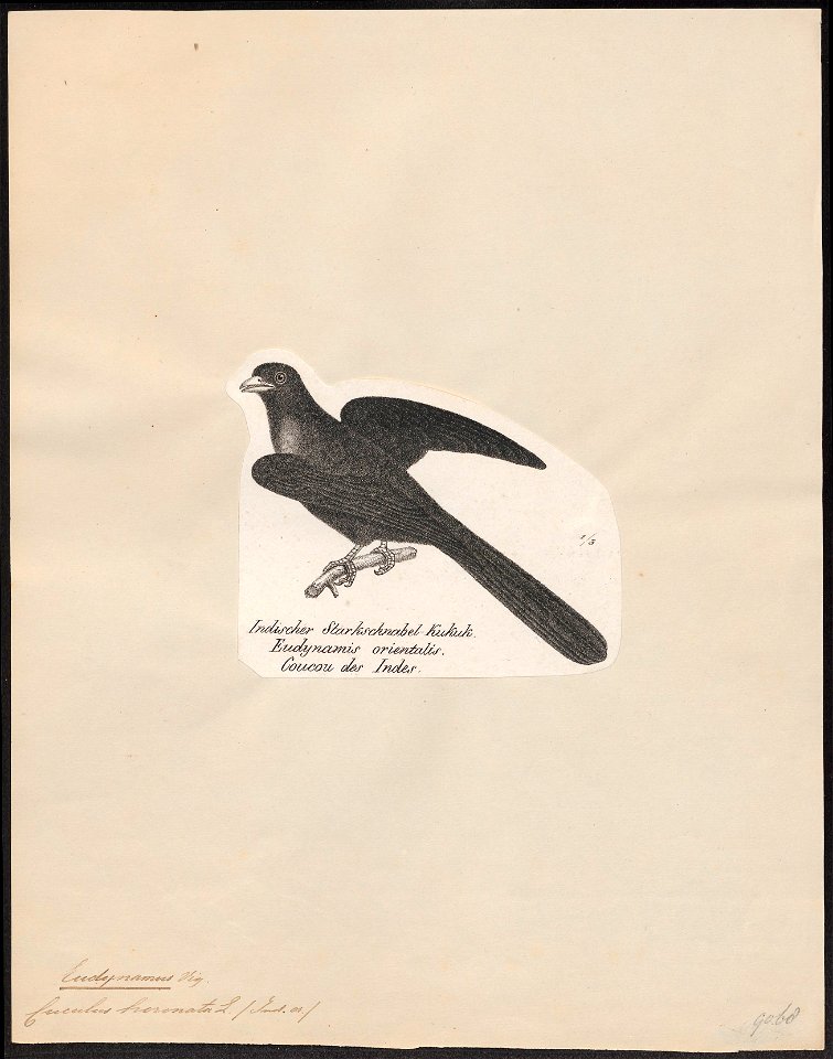 Eudynamys horonata - 1809-1845 - Print - Iconographia Zoologica - Special Collections University of Amsterdam - UBA01 IZ18800281