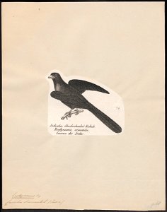 Eudynamys horonata - 1809-1845 - Print - Iconographia Zoologica - Special Collections University of Amsterdam - UBA01 IZ18800281