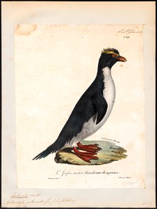 Eudyptes catarractes - 1825-1834 - Print - Iconographia Zoologica - Special Collections University of Amsterdam - UBA01 IZ17800217
