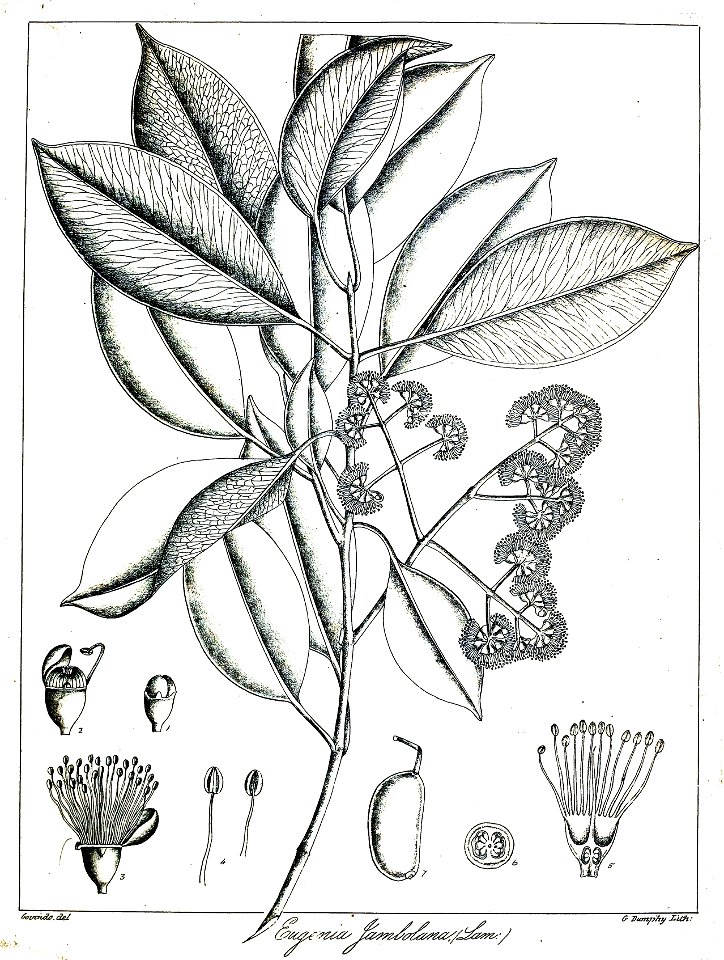 Eugenia jambolan Govindoo