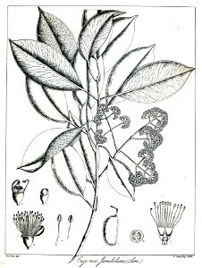 Eugenia jambolan Govindoo