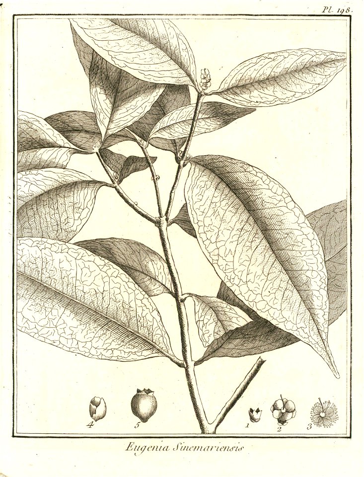 Eugenia sinemariensis Aublet 1775 pl 198