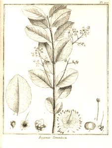 Eugenia tomentosa Aublet 1775 pl 200