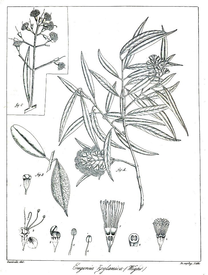 Eugenia zeylanica Govindoo