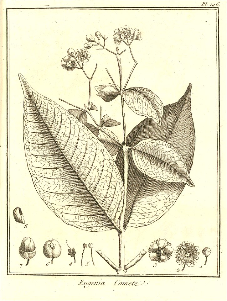 Eugenia coumete Aublet 1775 pl 196