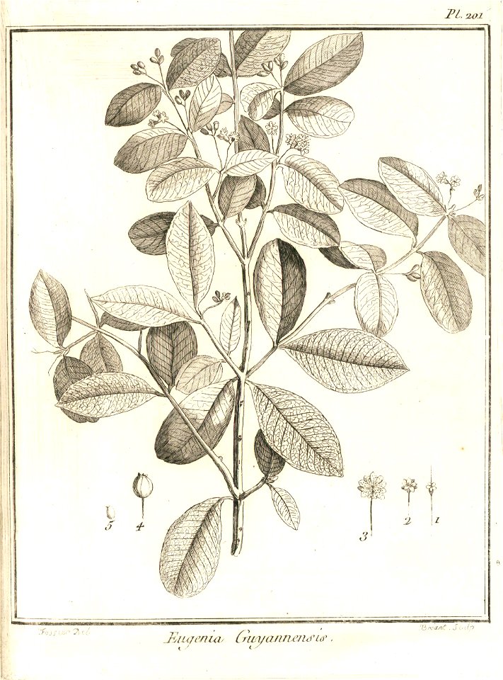 Eugenia guianensis Aublet 1775 pl 201