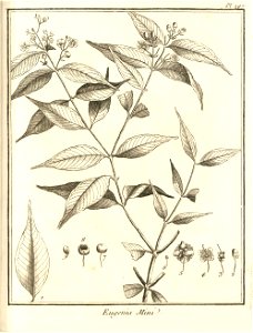 Eugenia mini Aublet 1775 pl 197