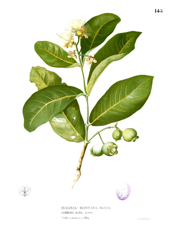 Eugenia sp Blanco1.145