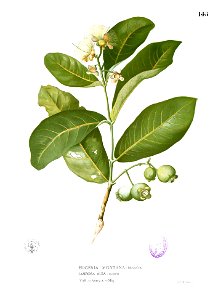 Eugenia sp Blanco1.145