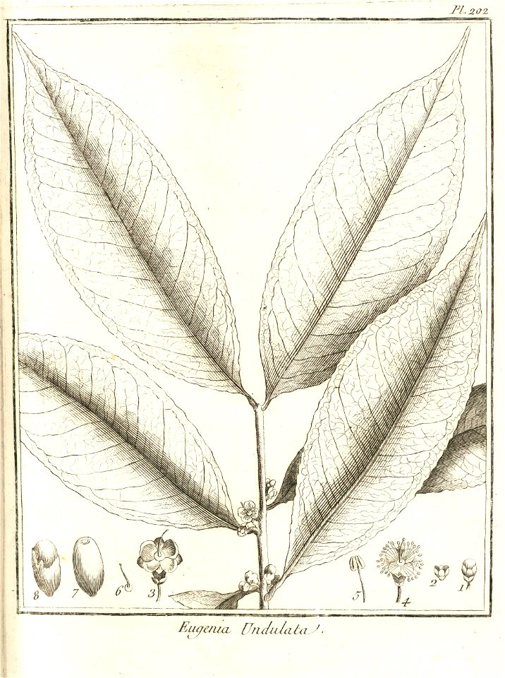 Eugenia undulata Aublet 1775 pl 202