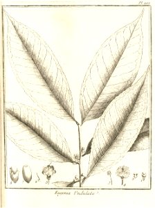 Eugenia undulata Aublet 1775 pl 202