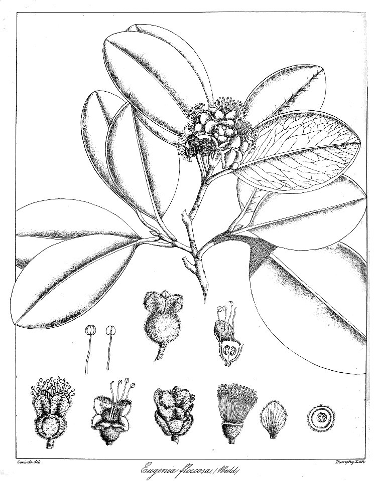 Eugenia floccosa Govindoo