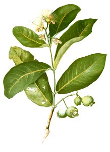 Eugenia sp Blanco1.145-cropped