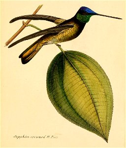 Eugenes fulgens 1841