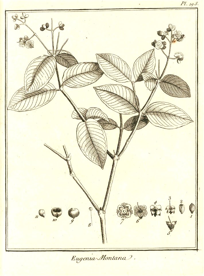 Eugenia montana Aublet 1775 pl 195
