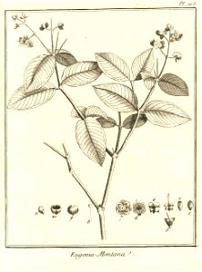 Eugenia montana Aublet 1775 pl 195