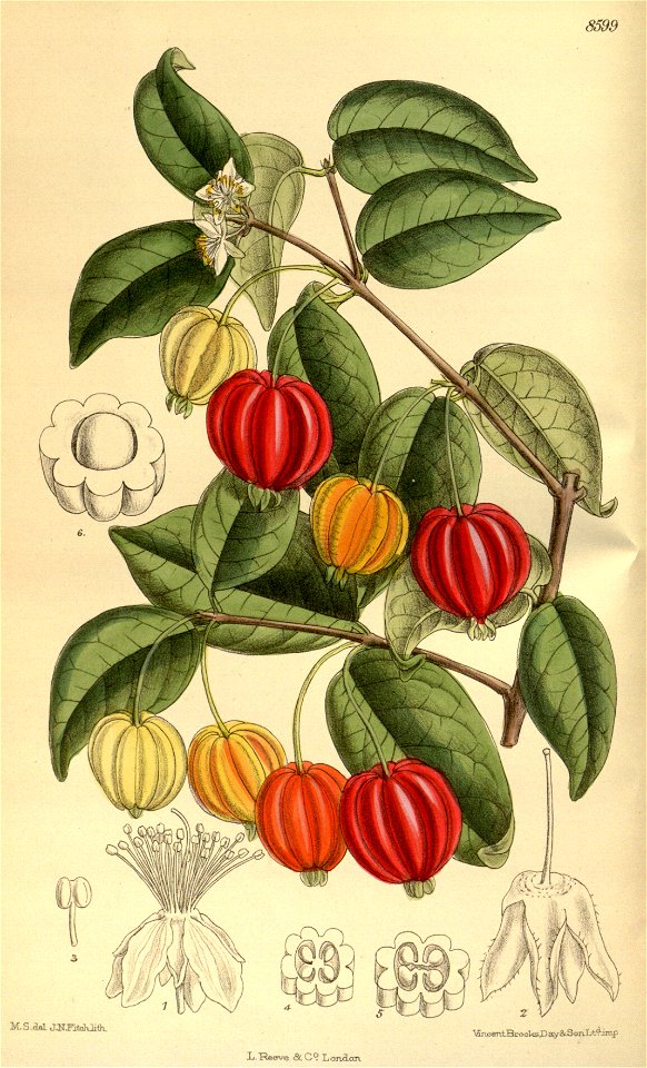 Eugenia uniflora 141-8599
