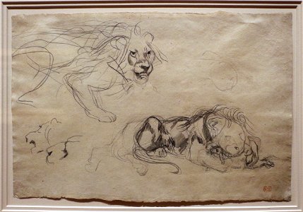 Eugène delacroix, studi di leoni, 1829 ca