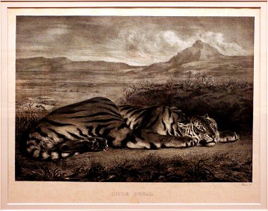 Eugène delacroix, tigre del bengala, 1829, litografia