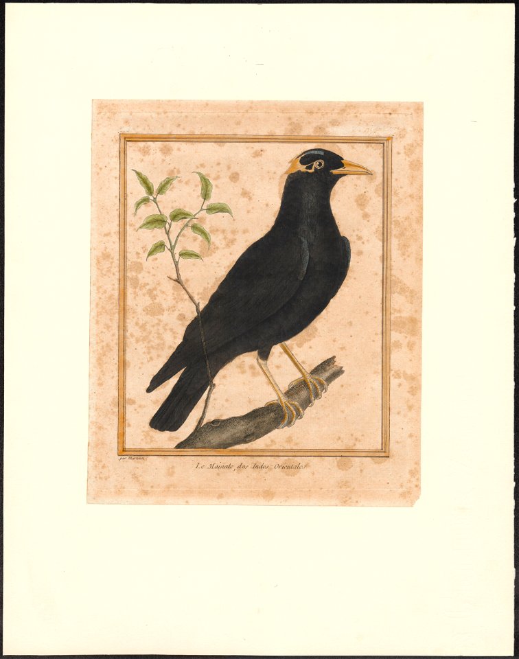 Eulabes religiosa - 1796-1799 - Print - Iconographia Zoologica - Special Collections University of Amsterdam - UBA01 IZAA100191