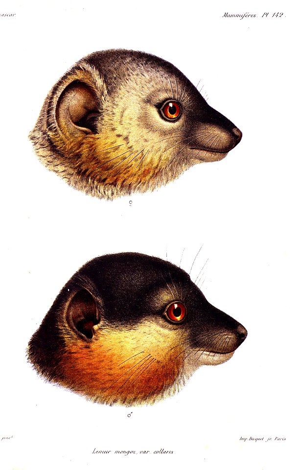 Eulemur collaris AGrandidier 0833