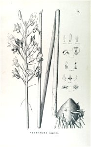 Eulophia alta . . . Flora Brasiliensis 3-5-76