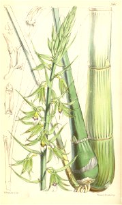 Eulophia euglossa