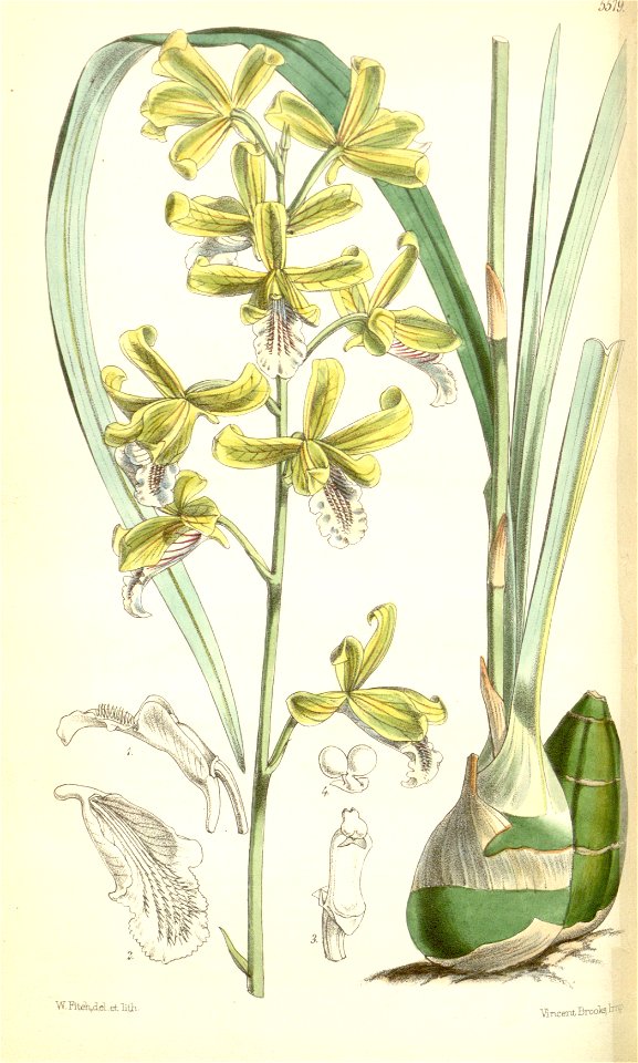 Eulophia pratensis (as Eulophia virens) - Curtis' 92 (Ser. 3 no. 22) pl. 5579 (1866)