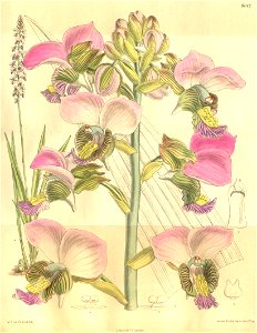 Eulophia rosea (as Lissochilus mahonii, spelled Lissochilus mahoni) - Curtis' 131 (Ser. 4 no. 1) pl. 8047