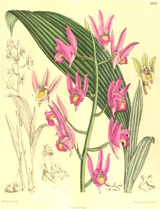Eulophia spectabilis (as Eulophia nuda) - Curtis' 132 (Ser. 4 no. 2) pl. 8057 (1906)