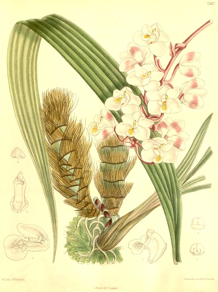 Eulophiella elisabethae - Curtis' 120 (Ser. 3 no. 50) pl 7387 (1894)