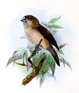 Euodice malabarica 1876