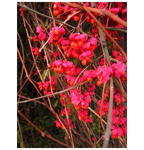 Euonymus europaeus fruit 2 a