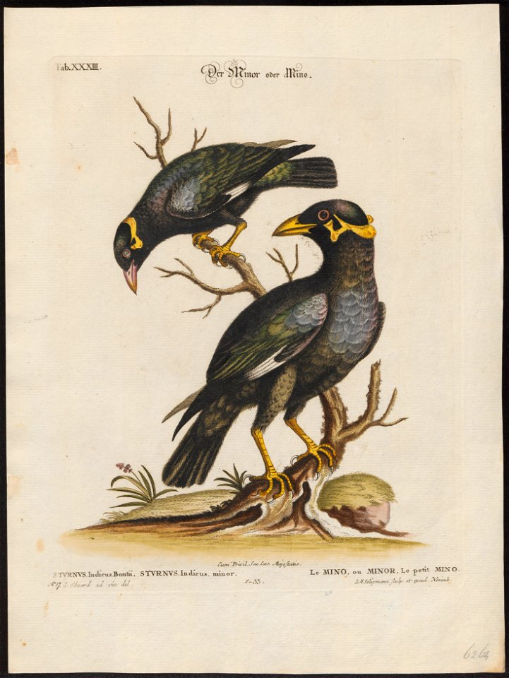 Eulabes religiosa - 1700-1880 - Print - Iconographia Zoologica - Special Collections University of Amsterdam - UBA01 IZ15800017