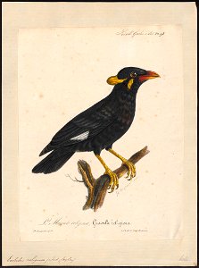 Eulabes religiosa - 1825-1834 - Print - Iconographia Zoologica - Special Collections University of Amsterdam - UBA01 IZ15800015
